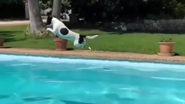 How far do you think he jumped? ?? #poolday #pooljump#Thank you for attention