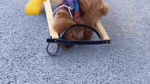 Extremely attractive clip Animals Part I کلیپ فوق العاده جذاب حیوانات بخش اول
