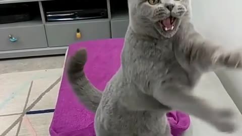 Blue cat in slow motion