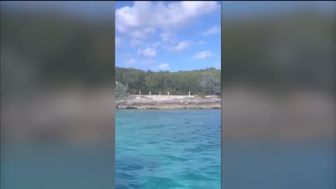 Exhuma Water Sports Bahamas 🐕 A dog jumps in the water and attacks a 12 foot shark 🦈