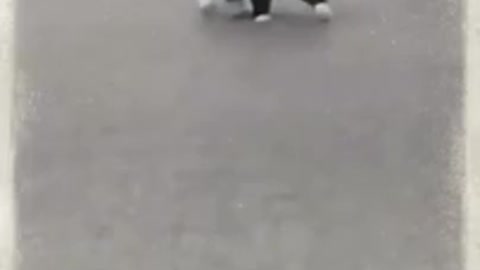 Funny babies cute cats