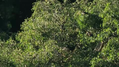 Sumba Hornbill
