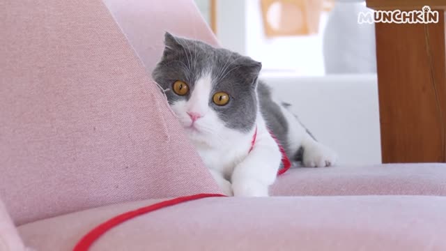 Cats Wear A Leash For The First Time!