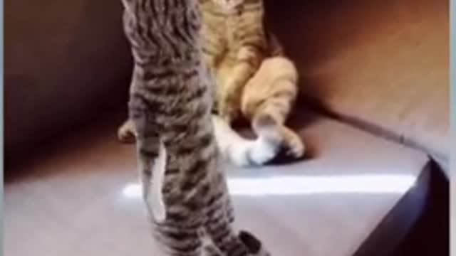 beautiful cats 2022 2222