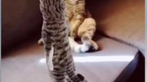 beautiful cats 2022 2222