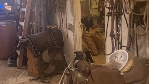 Pony Prowls Into Provisions