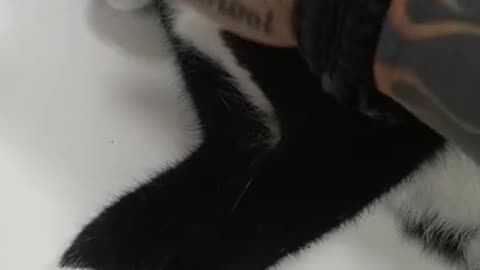 GATA MANHOSA