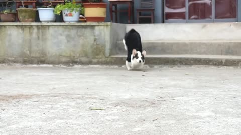 hi! Corgi!