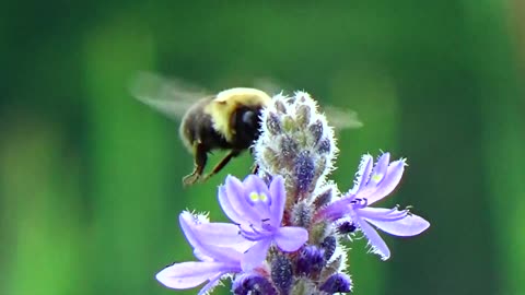 Pollination