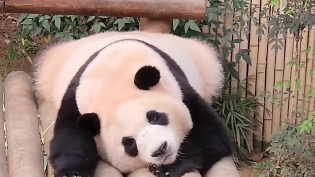 Panda sleeping video 😂😂