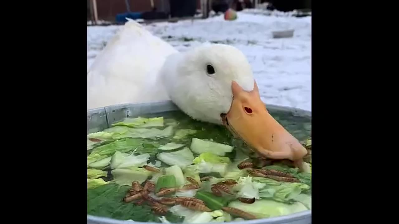 Cute baby animals Videos Compilation cute baby animals#2 Cutes animals 2023