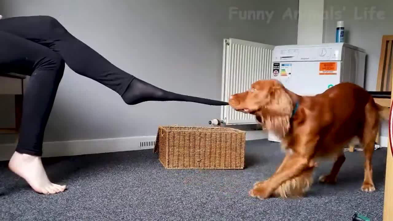 Funny Cats And Dogs Videos Funniest Animal Videos 2022 😺