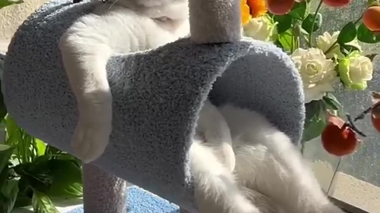 Lol best moment cute cats