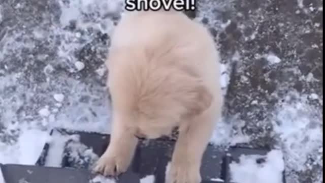 Cute do following his owner