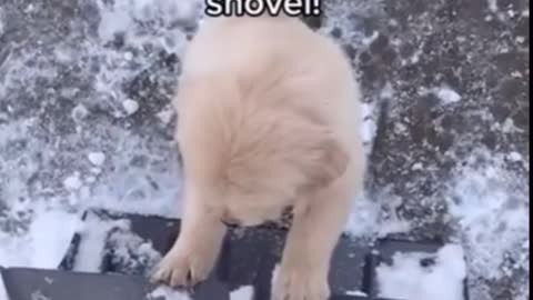 Cute do following his owner