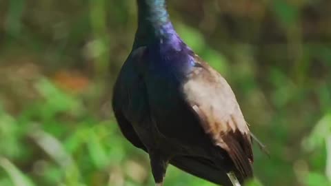 Wildlife & Funs