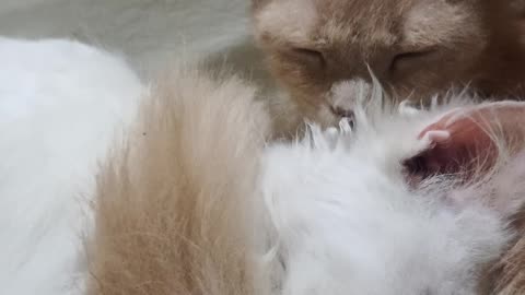 Lovely cats (Couple Goals)