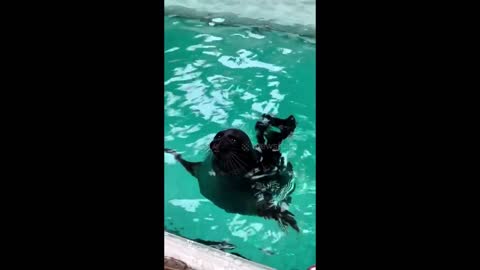 Cute seal makes funny fart noices with mouth.