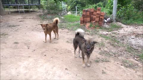 How Dogs React When Seeing Stranger 2 - Running, Barking? | All Animals Videos