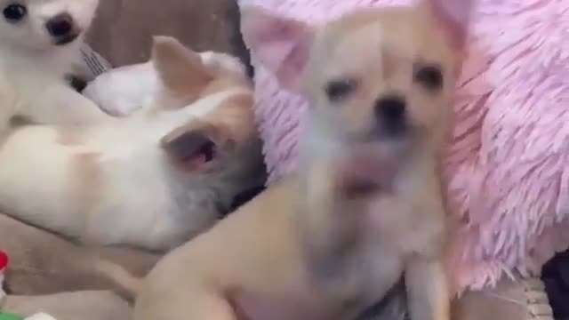 Strange and funny behavior of animals 38