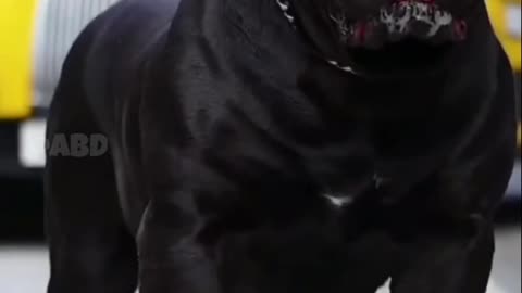 7most deadliest and dangerous dog breeds in the world