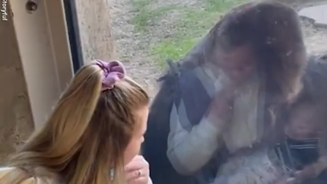 Zookeeper introduces her newborn baby to gorilla friend in adorable video l GMA