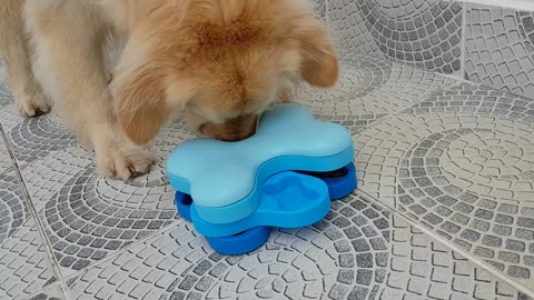 Swiveling Dog Bowl Kibble Hunt