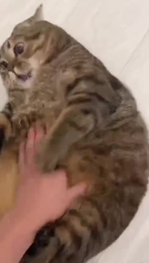 Cuteeeeee catttttt#short