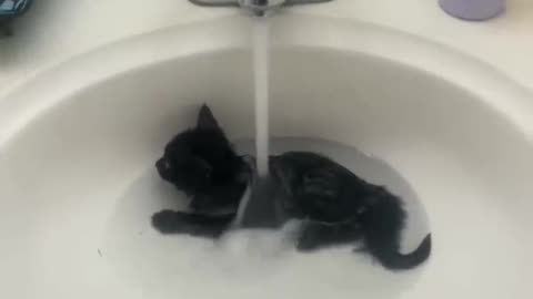 Most views funny cats & dogs