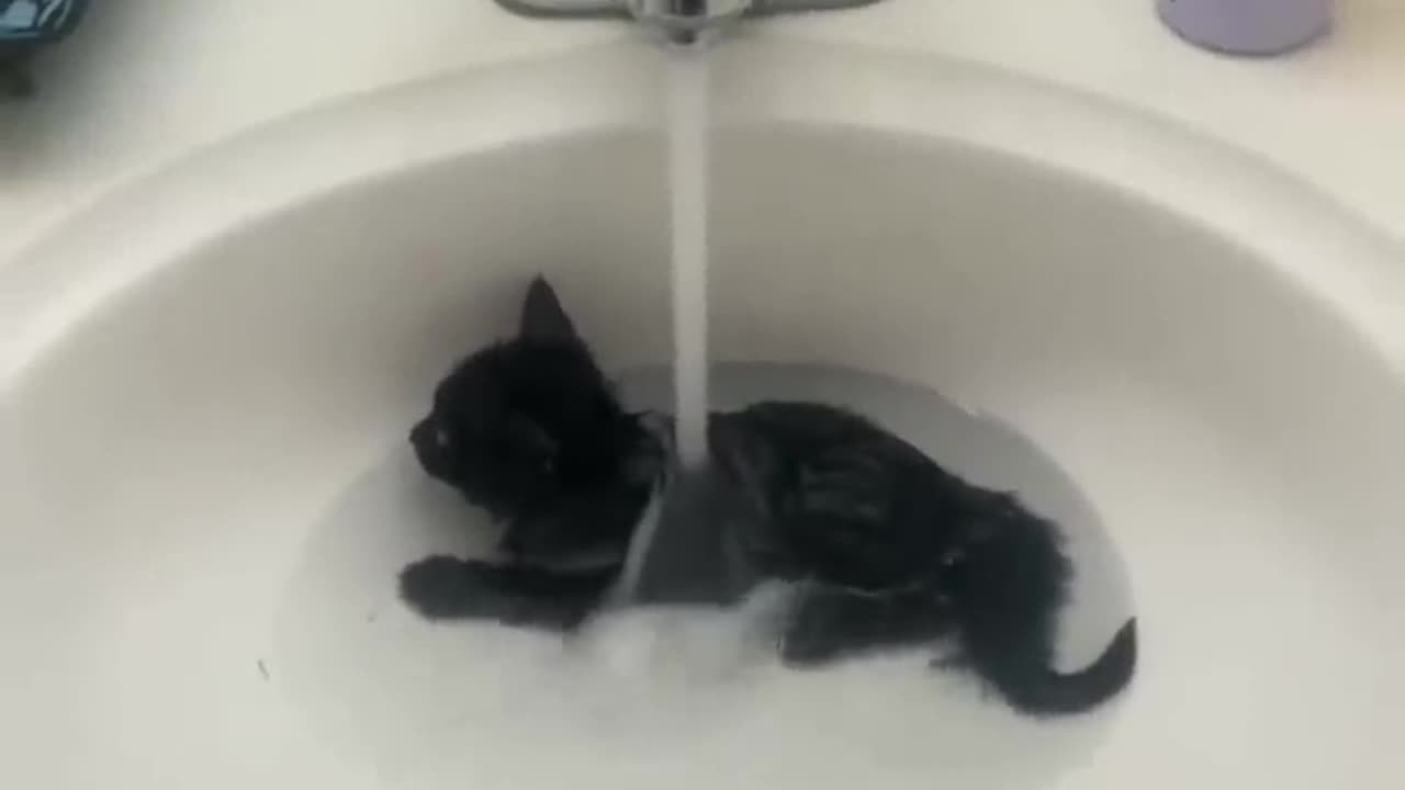 Most views funny cats & dogs