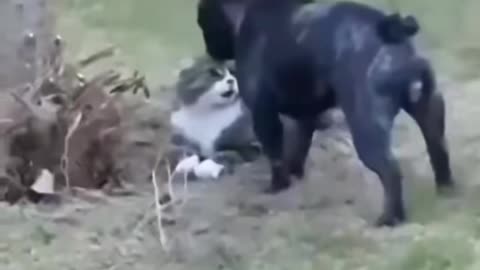 Cat Power #trending #viral #dogsoftiktok