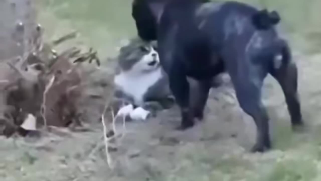 Cat Power #trending #viral #dogsoftiktok