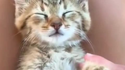 The funniest animals in the world.