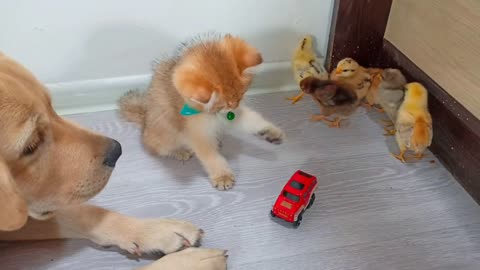 Labrador retriever, Scottish straight kitten and Chicks
