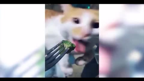 The little cat's funny expression