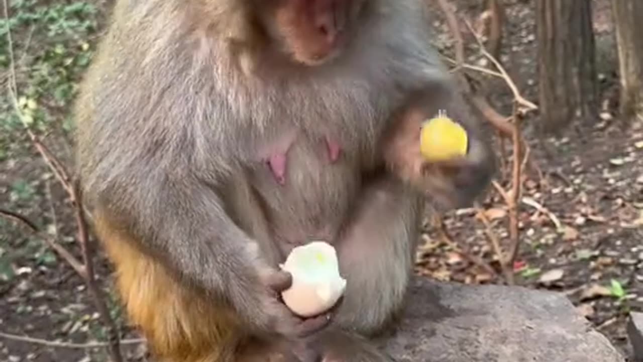 Funny Animal - Is the monkey smart or not monkey 🐵