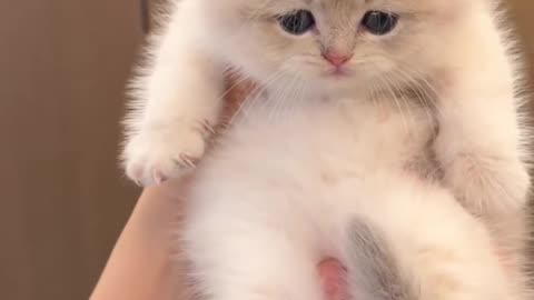 Pet Cats Beautiful Bird And Animal 4K HD Adorable Photography By Nature.