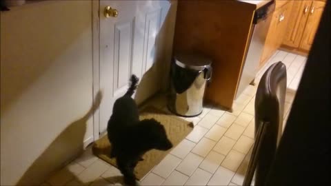 Perro golpea cesto de basura para llamar la atención