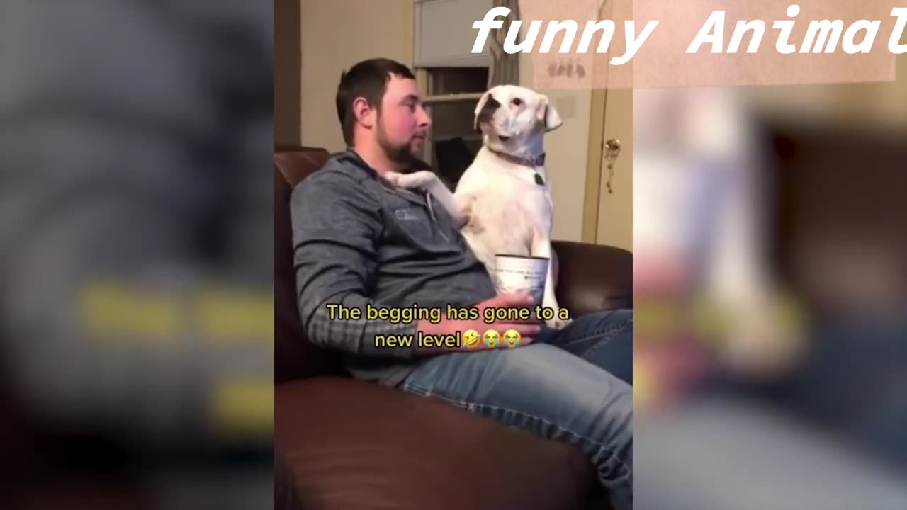 Funny Animals videos | funny Complication |