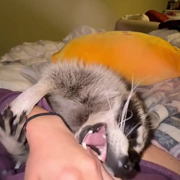 High maintenance raccoon 🤣🤣🤣