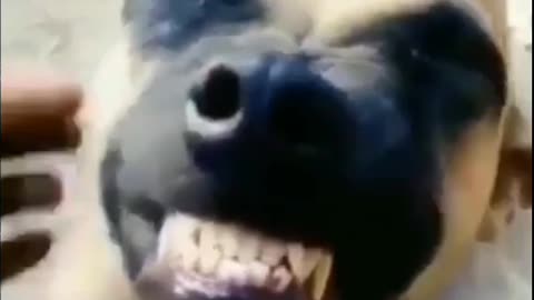Funny video