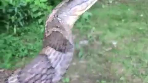 Bite
