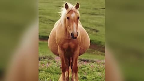 When This Woman Saw What Her Horse Gave Birth To, She Couldn't Stop Screaming!