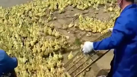 Cute Baby Duck #cute #baby #duck #water #viral #newvideo #amazing #shortvideo