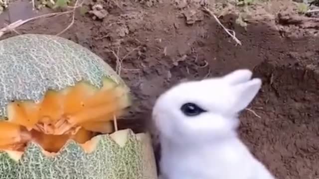 This cantaloupe is the size of two rabbits!