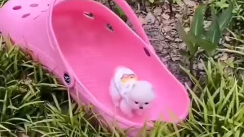 And you've got your cute little dog.