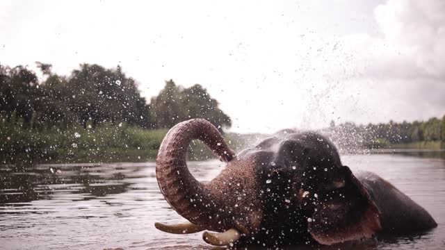 Elephant Taking A Bath In The River