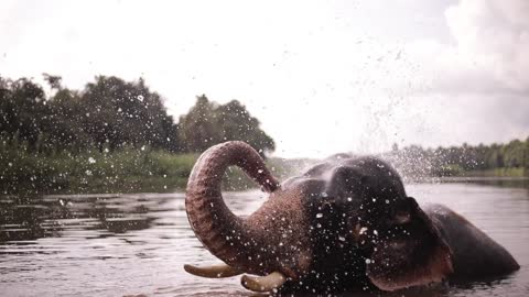 Elephant Taking A Bath In The River