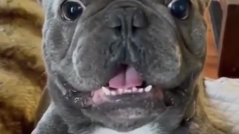 Funny animal