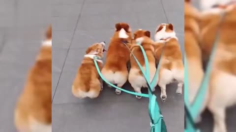 Cute Animals 2022 Jingle bells, jingle bells